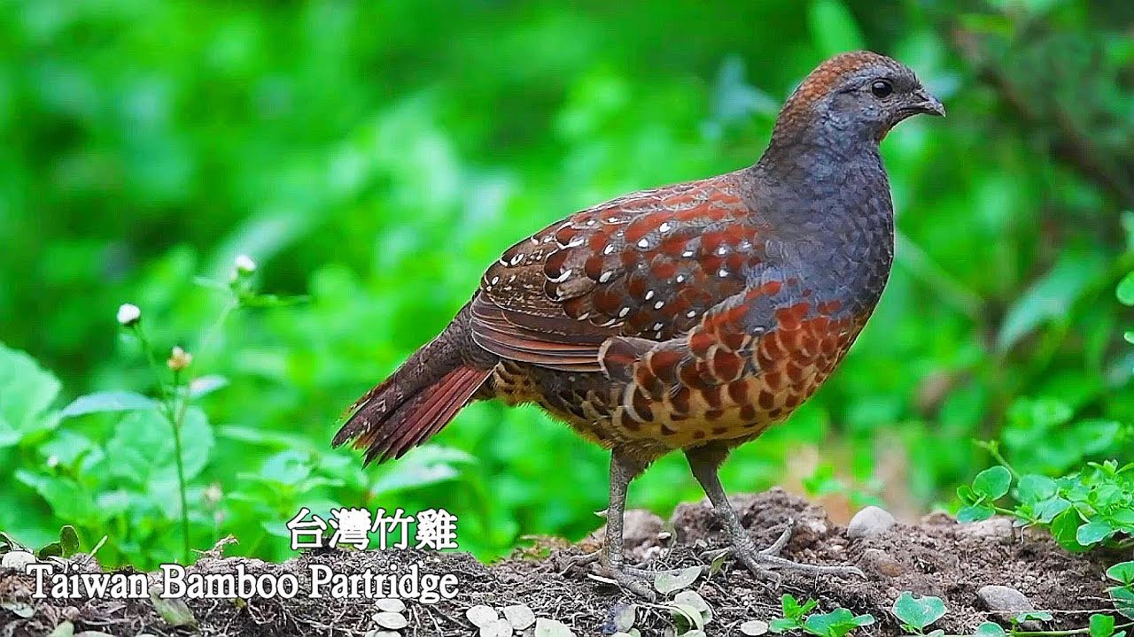 台灣竹雞(竹雞)/Taiwan Bamboo Partridge