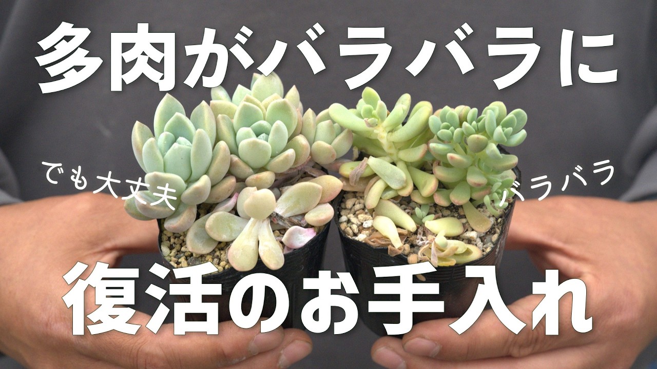 #660【春なら簡単】元気に成長楽しめます。多肉植物