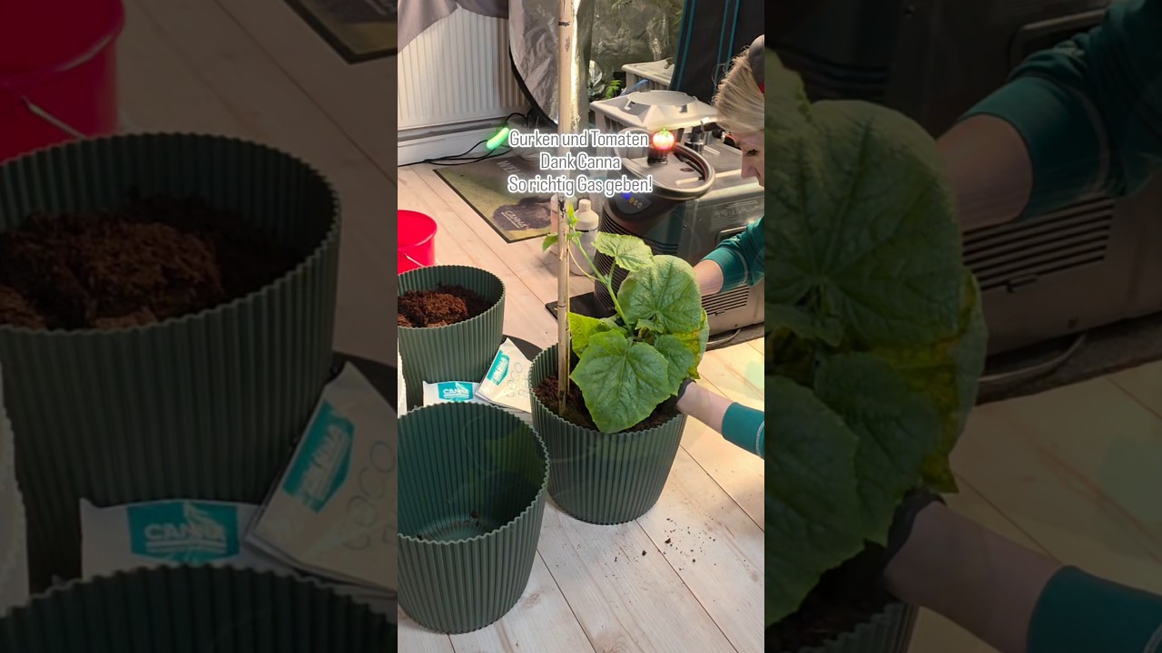 Gurken i Tomaten z Canna Coco Professional Plus!