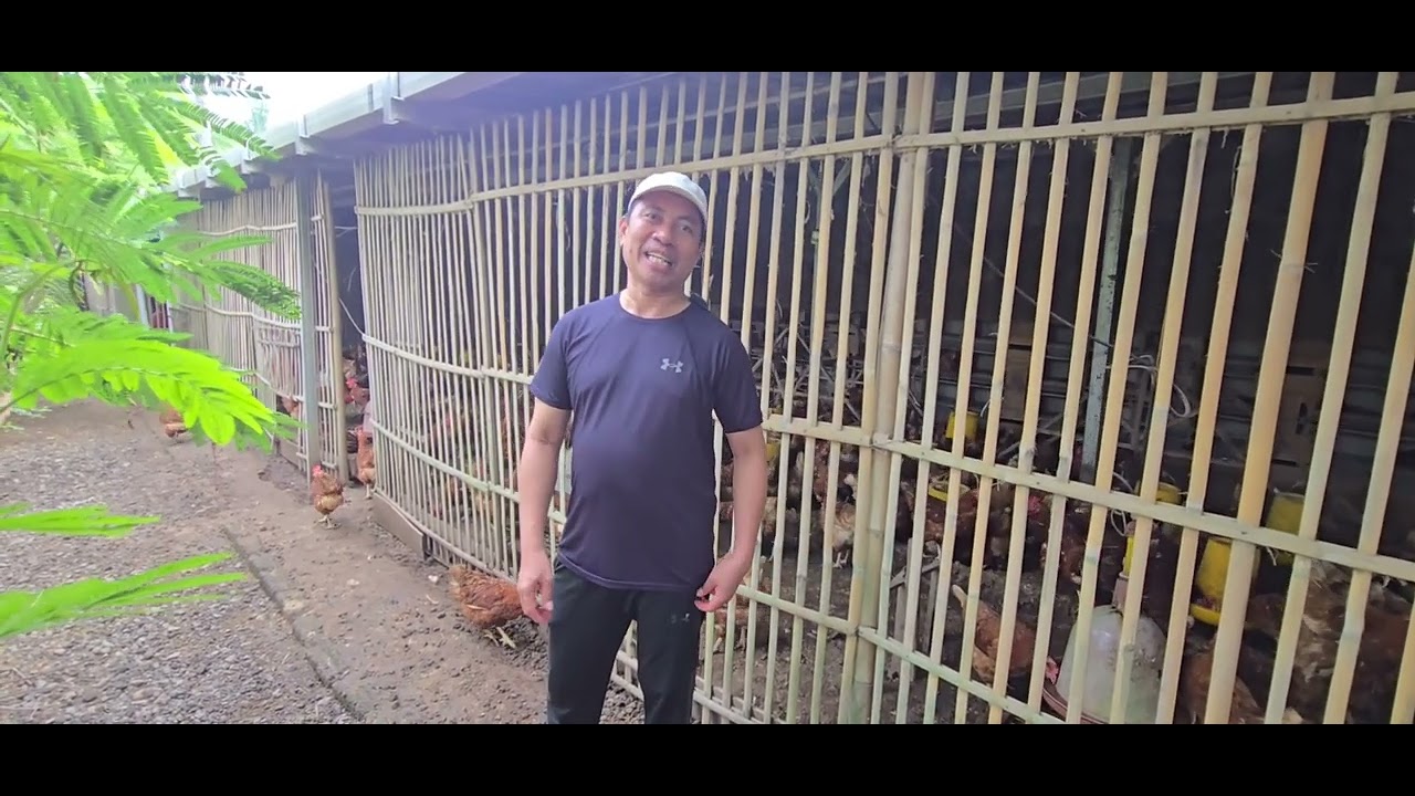 NGONTEN (Ngobrolin Ternak): Ayam Bahagia Cage Free di Yogyakarta