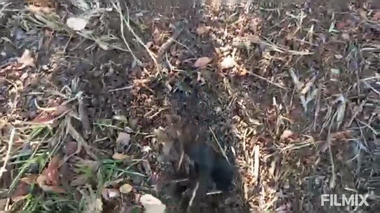 Substrato org&acirc;nico com serrapilheira