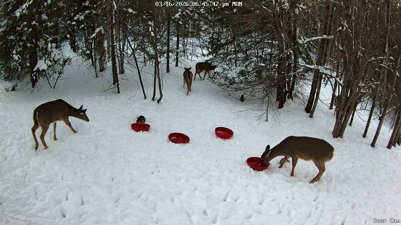 Deer 3-16-2026 6:38 PM
