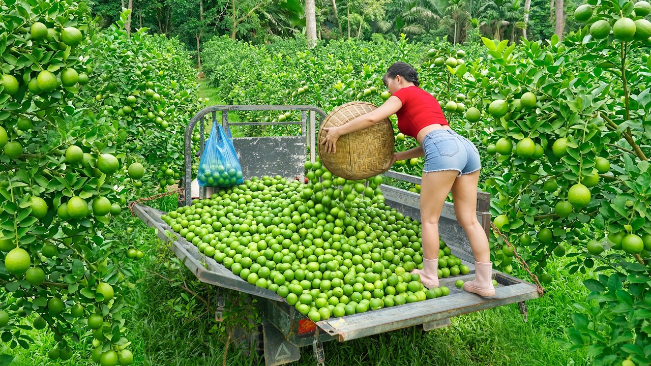 Harvesting Lots Of Lemon At The Lemon Garden, Use Truck To Transport Many Lemon Go To Sell