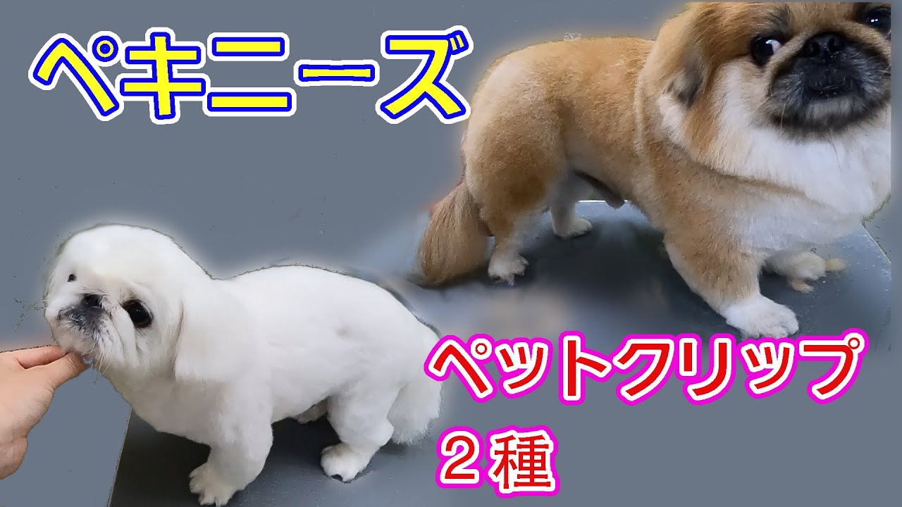 #80 【ペキニーズ】ペットクリップ２パターン
