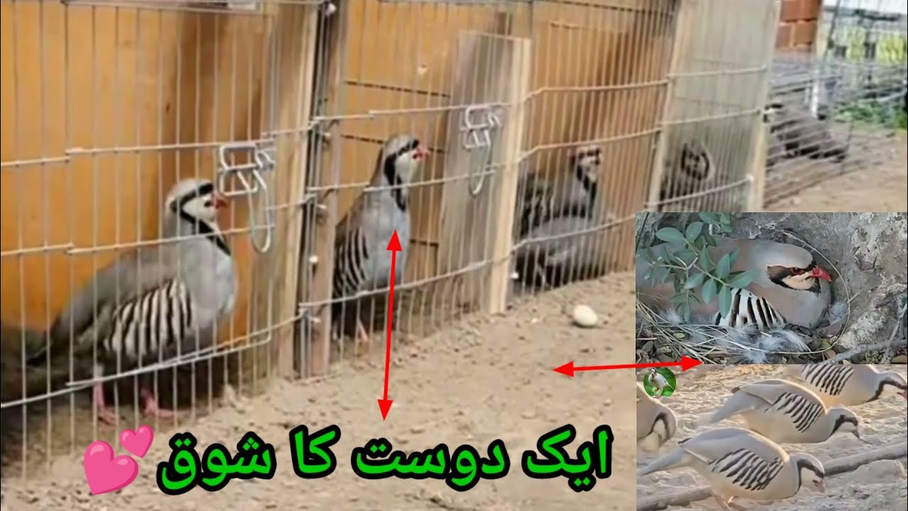 Chakor ka shoq چکور کا شوق  shehr me dihat keklik yetiştiriciliği