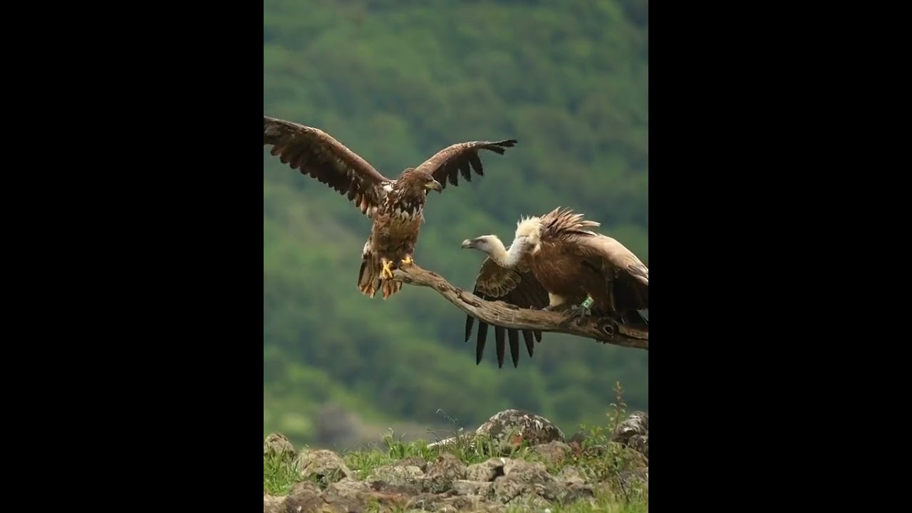 California Condor vs Eagle – Epic Battle for the Branch! 🦅🐦 