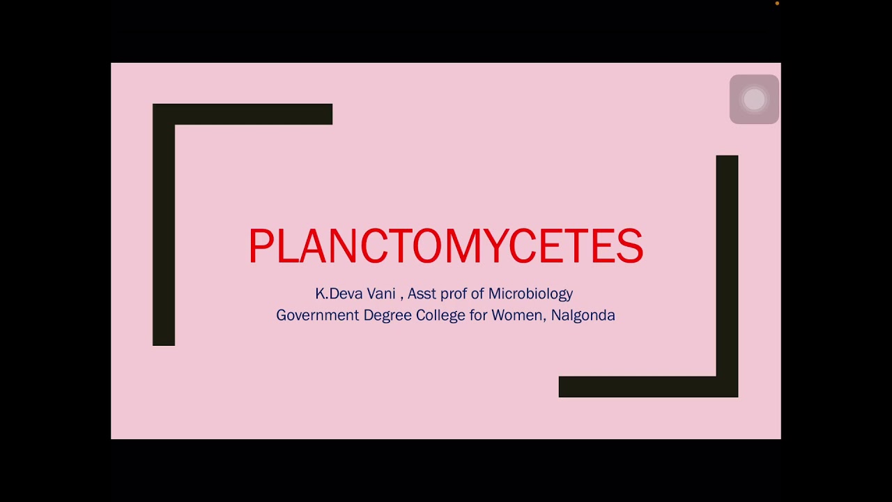 General characteristics of planctomycetes