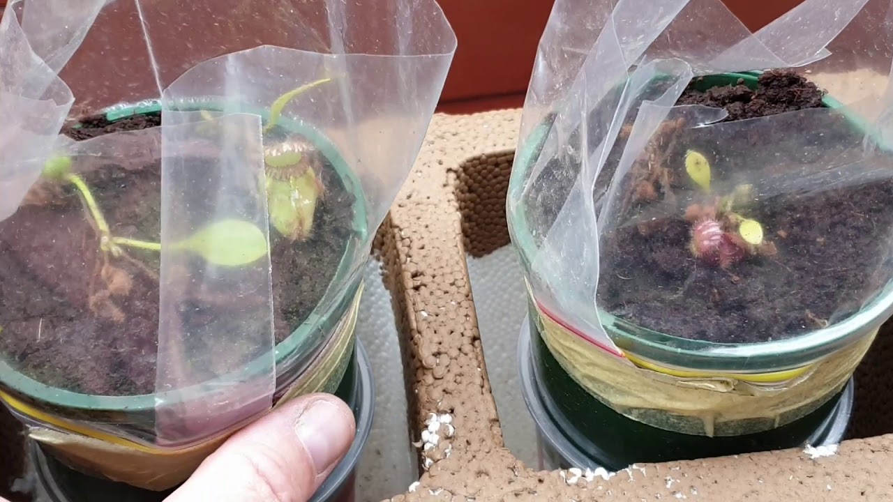 Native Australian Carnivorous Plants