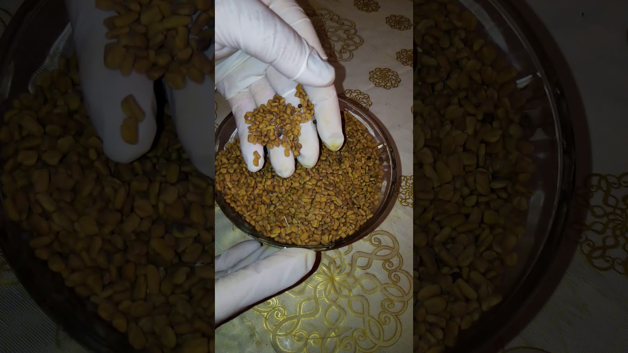 الطريقة المعتمدة لدى الصحراويات في استعمال الحلبة بدون رائحة