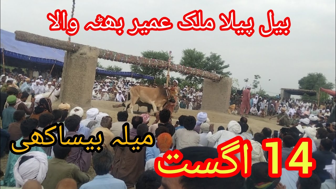 بیل پیلا ملک عمیر بھٹہ والا 14 اگست بیساکھی میلہ #bullrace2025 #besakhi #bullracekotaddu 