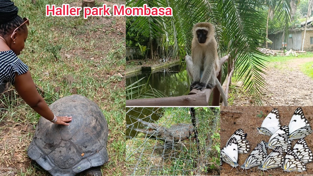 Exploring Haller Park: The Hidden Gem of Mombasa #vacation