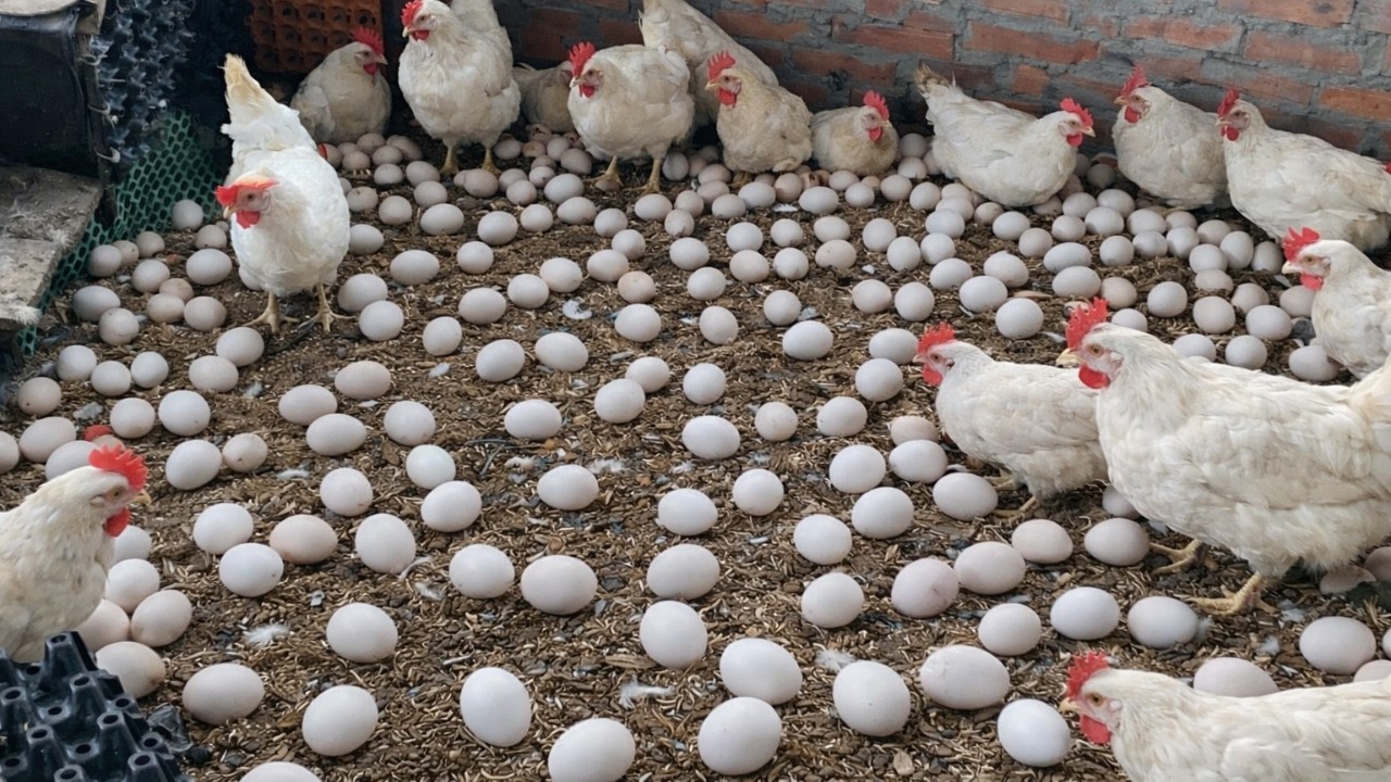Large-Scale Egg Farm | Fresh Eggs Harvested Each Morning