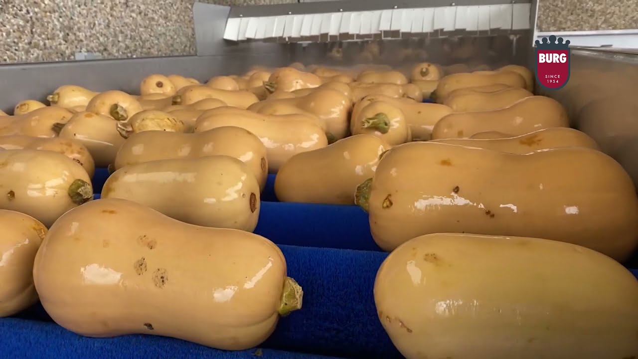 Burg Machinery - Pumpkin washing line