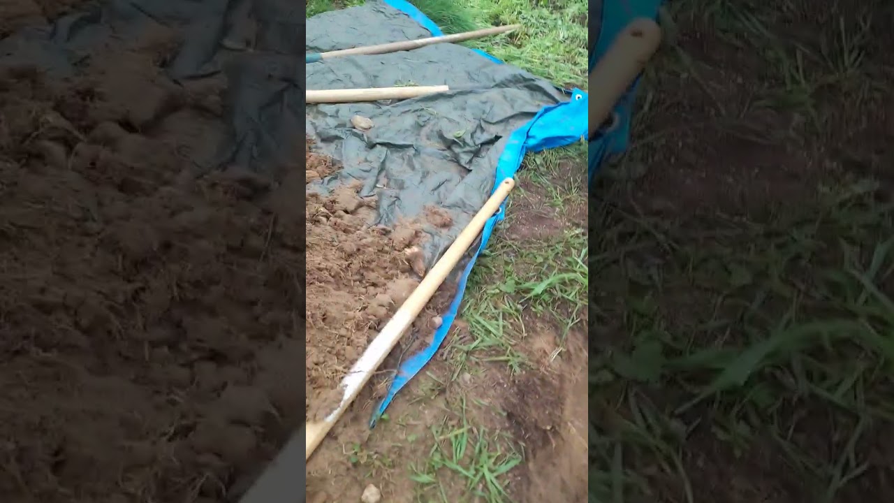 Planter un arbre fruitier en sol sableux