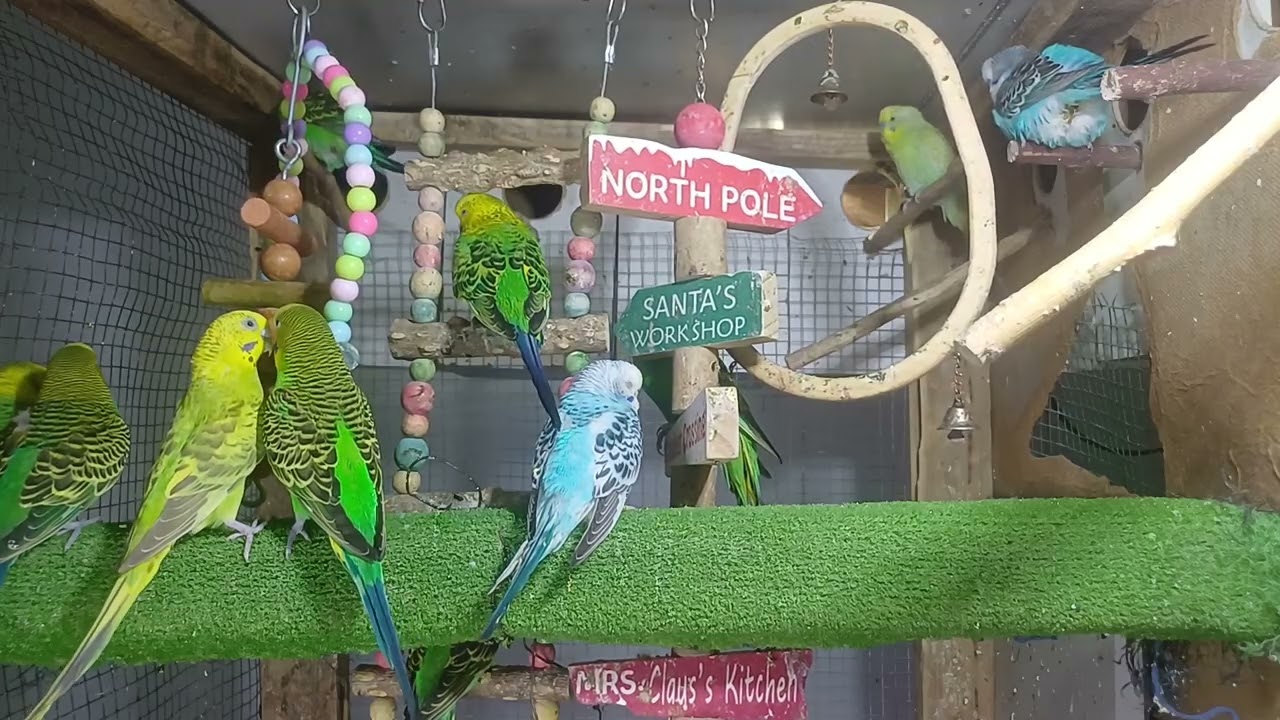 Can Parrots Recognize You?