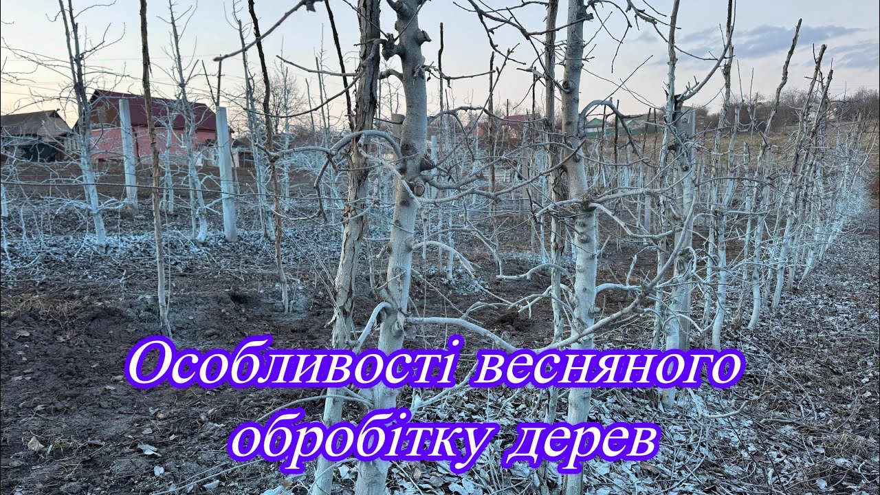 Особливості весняного обробітку дерев