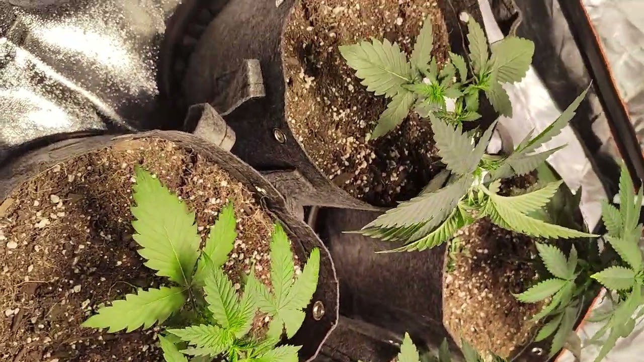 Training techniques for cannabis plants