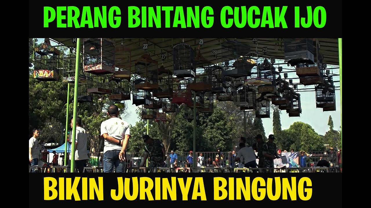 PERANG BINTANG CUCAK IJO PAKU ALAM 7