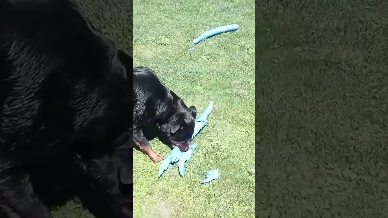 Лайла разбушевалась .