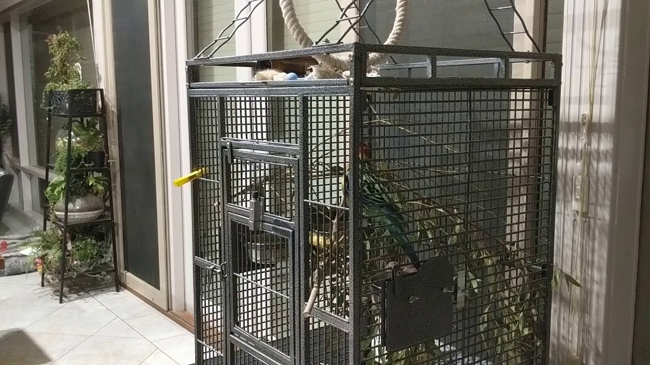 Australian Rosella,  Singing and Whistling.