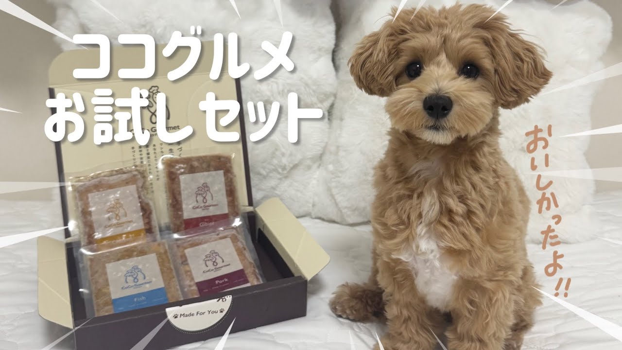 ココグルメお試しセットが届きました‼️