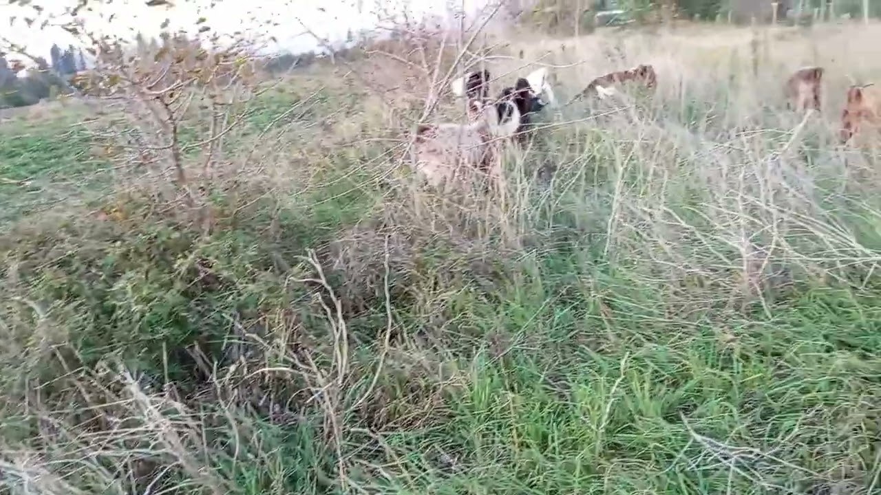 “Keçi Yayarken Babalar ve Kız Çocukları Üzerine Bir Sohbet”