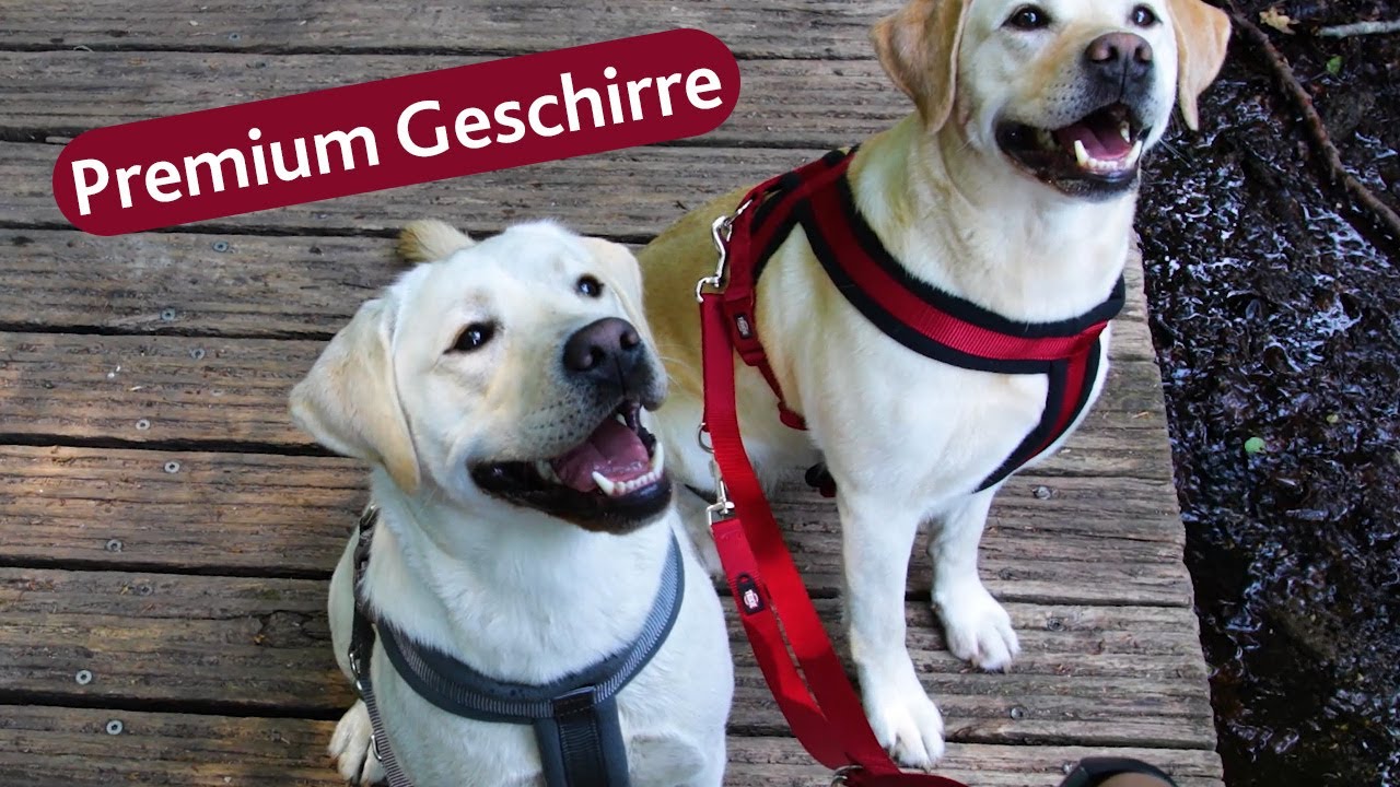 TRIXIE Heimtierbedarf - Adjusting dog harnesses for the perfect fit