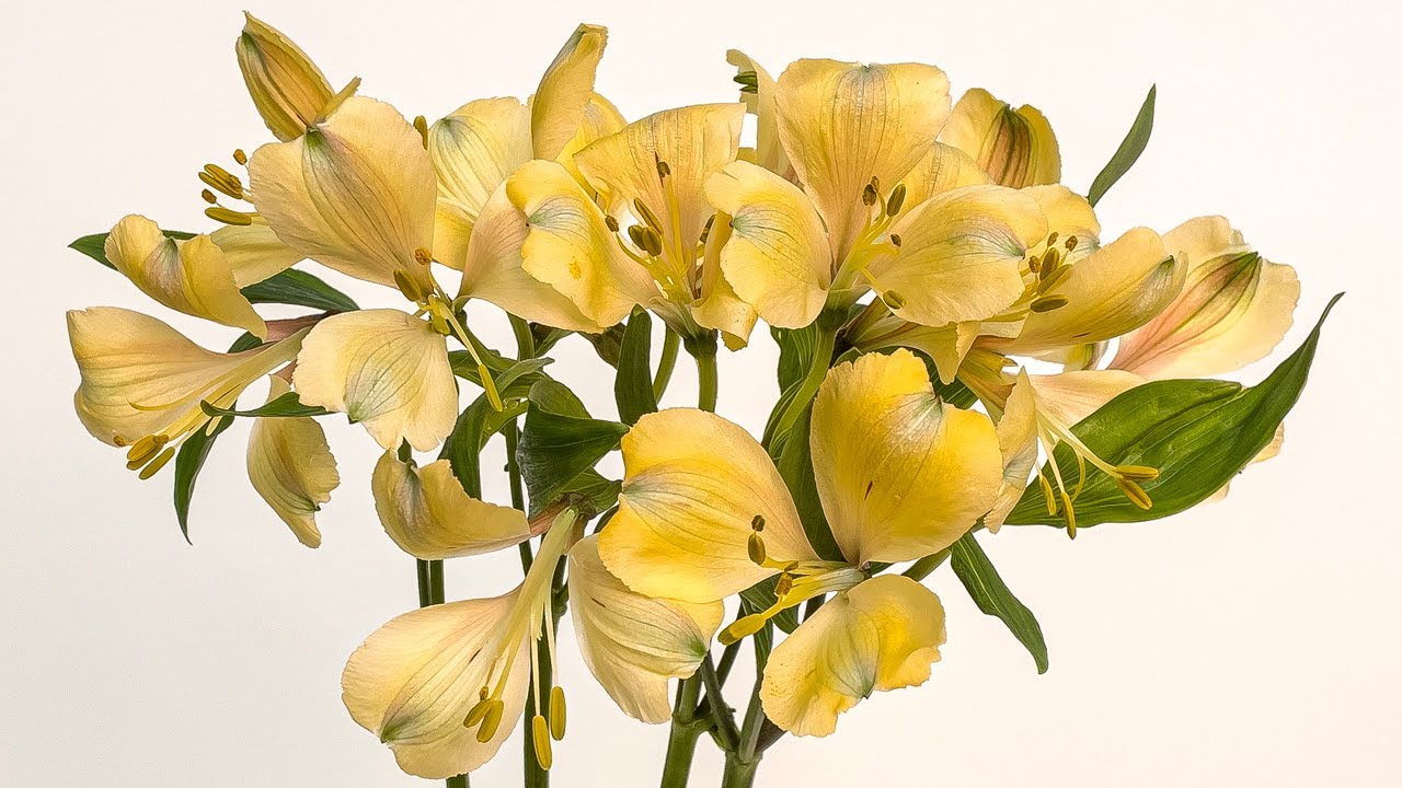 Creative Alstroemeria