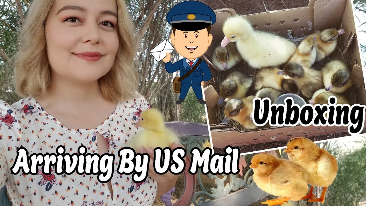 Mail Order Chicks, How is this possible?
