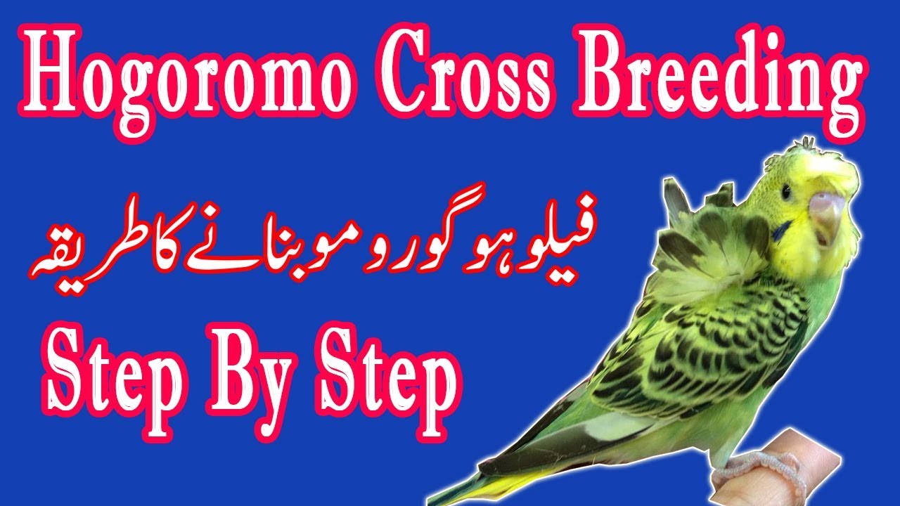how to produce fellow hogoromo in budgies.hagoromo budgie cross breeding. Video No 406