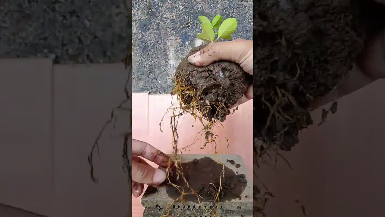 Membuat bonsai mini dari nol #bonsai #belajarmwmbuatbonsai #bonsaipemula #bonsaisancangmini 
