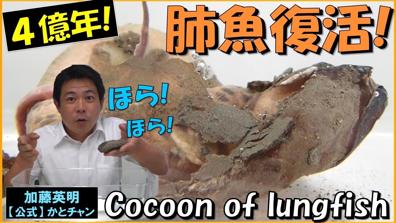 肺魚復活！生きた化石！Lungfish revival！Living fossil！Cocoon of lungfish, P. annectens ４億年の歴史を体感！≫ 加藤英明【公式】かとチャン