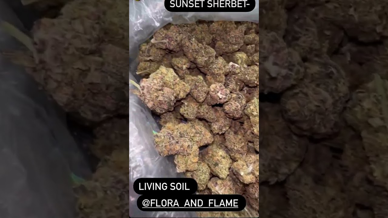SUNSET SHERBET 🌅🍭🍬 #bobmarley #cannabisdaily #flowers #trending #viral #sunset #sherbert #shorts