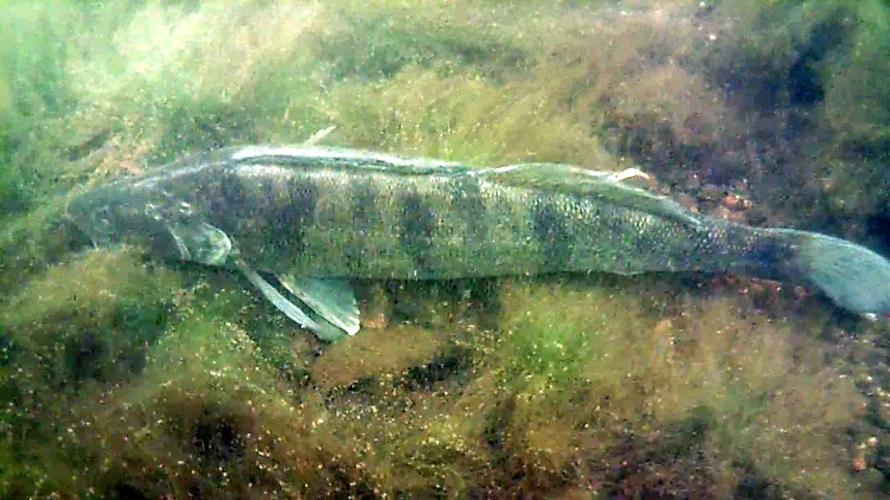 Sandacz obrońca terytorium / Zander the territory defender