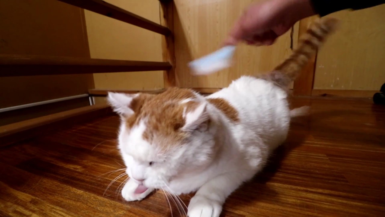 ブラッシング　cat brushing　170621
