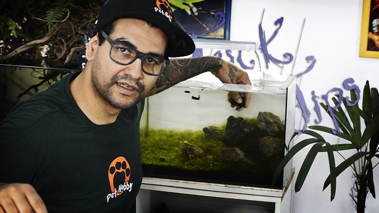 Carpete de Musgo de Java // TRICK TIPS PET HOBBY