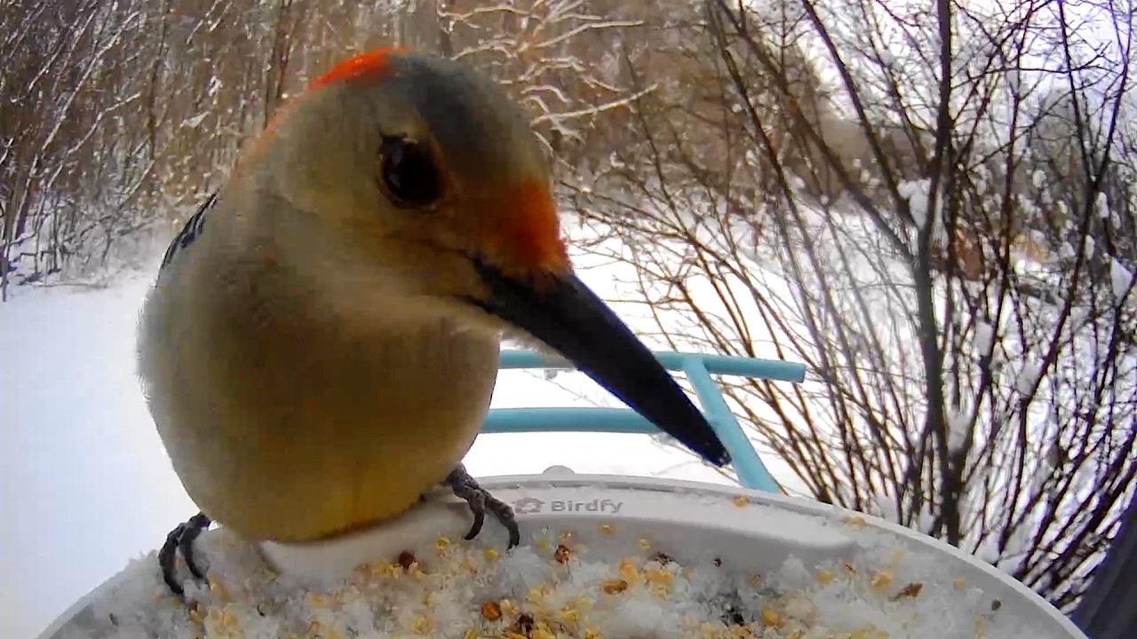 Winter Birds at the Feeder  33 Minutes of Cardinals, Finches, and Snow