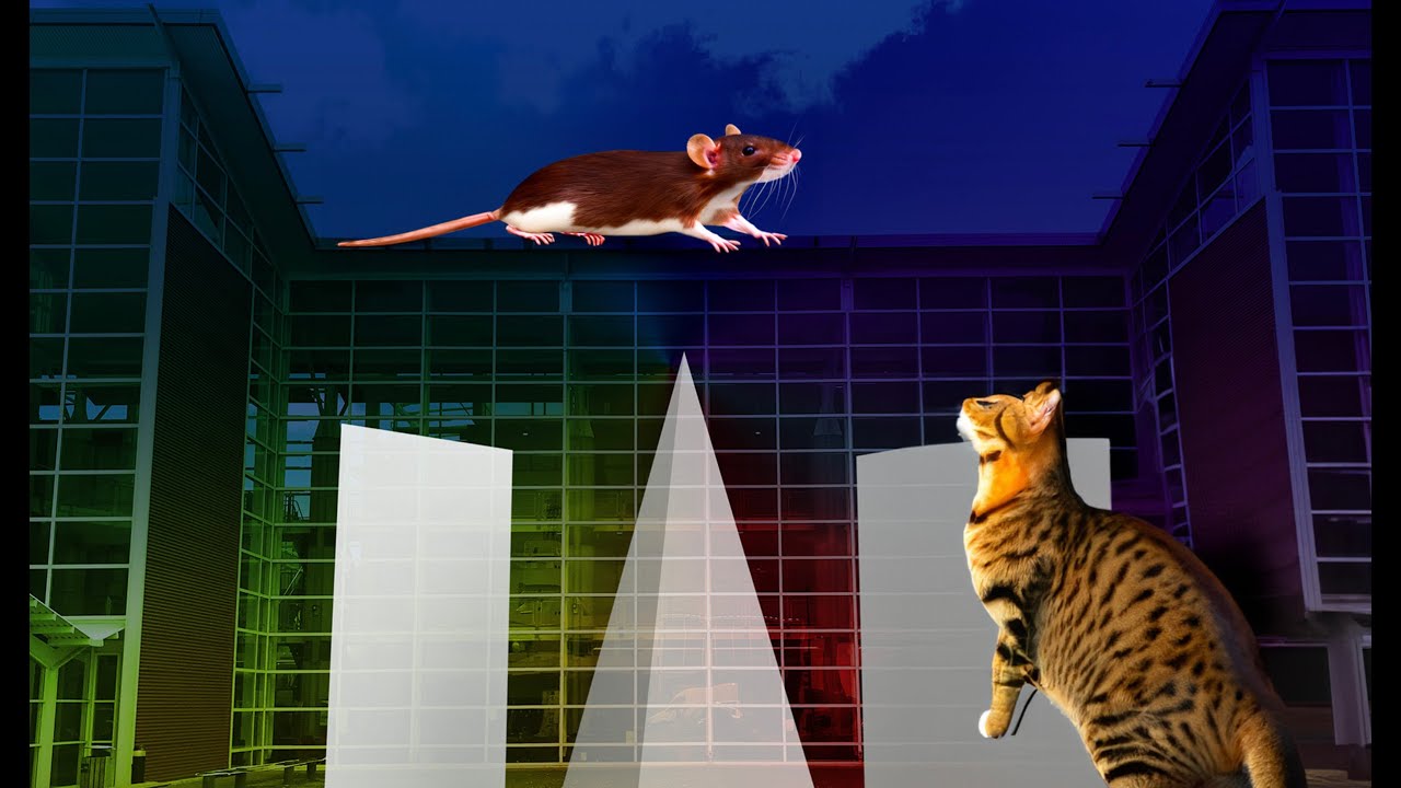 ADOBE AI Photoshop Beta Rat and Cat try out