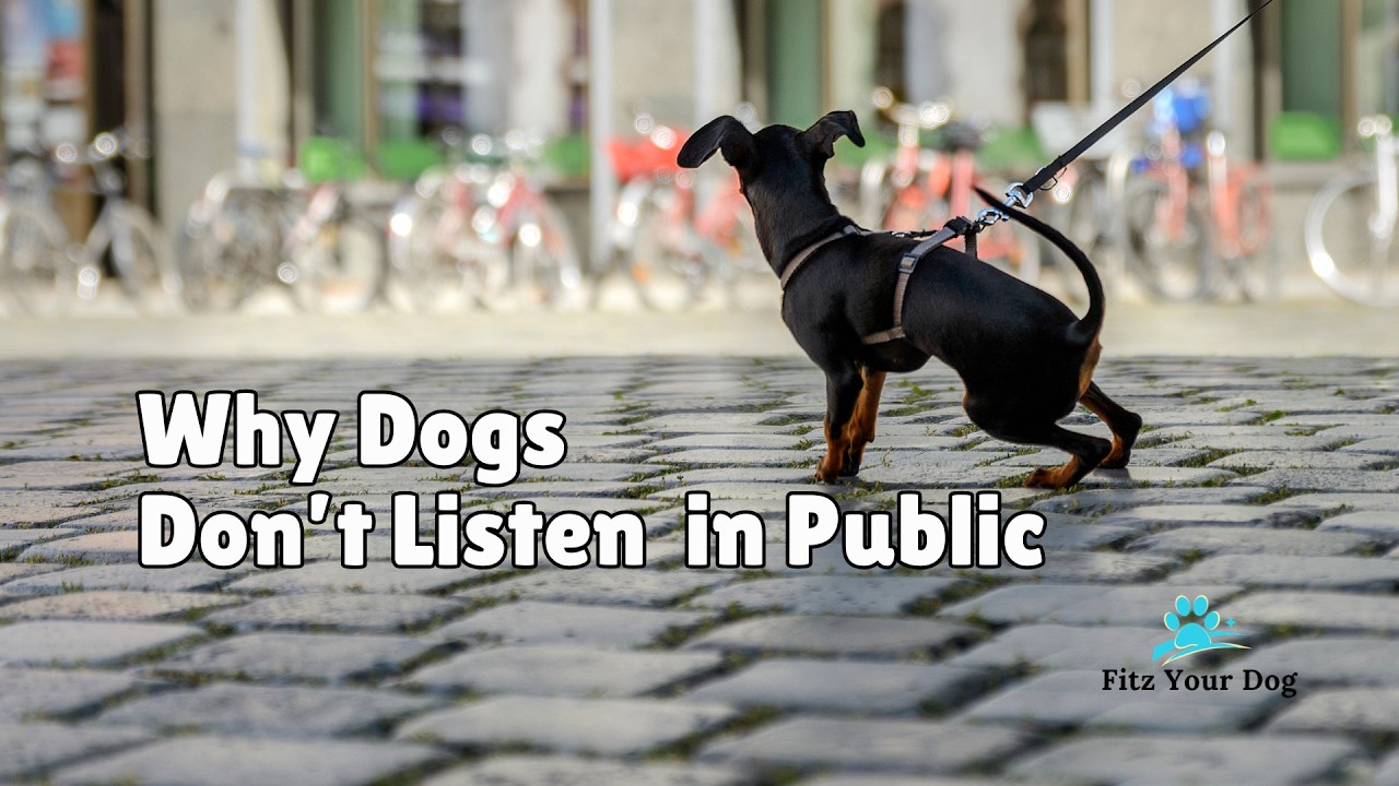Why Dogs &ldquo;Don&rsquo;t Listen&rdquo; in Public (Trigger Stacking & Overwhelm)