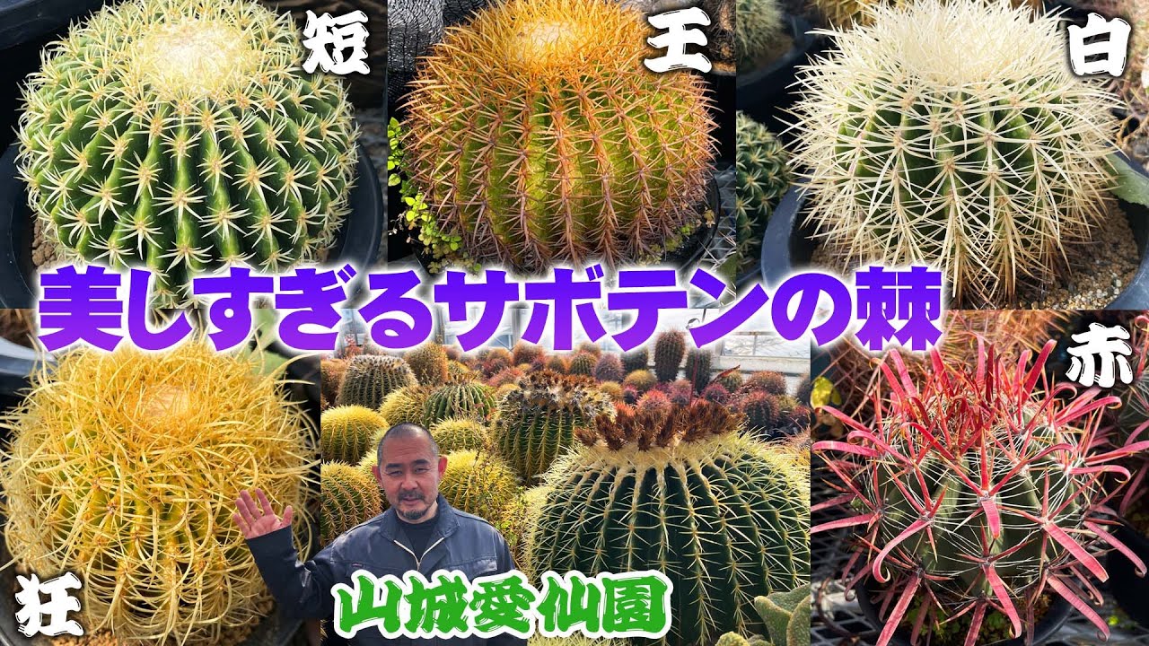 【山城愛仙園】サボテンの棘を愛でる！キンシャチの特徴的なトゲを紹介【cactus】【サボテン】
