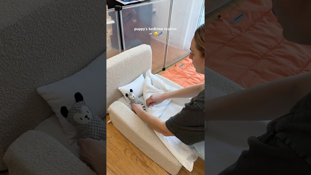 puppy&rsquo;s bedtime routine 🛌🥱💤 #dog #puppy #vi#asmrsounds #shorts
