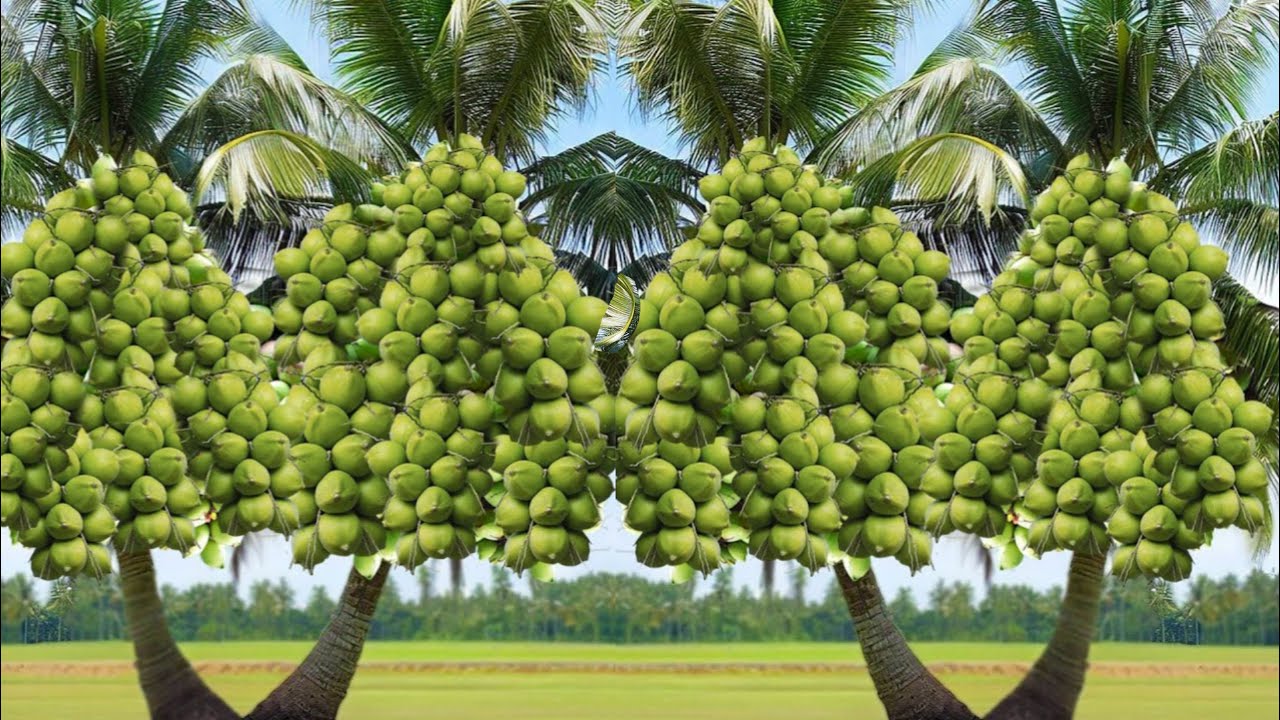 The best method of grafting and propagating coconut trees from fruit |  Grafting coconut  fruit