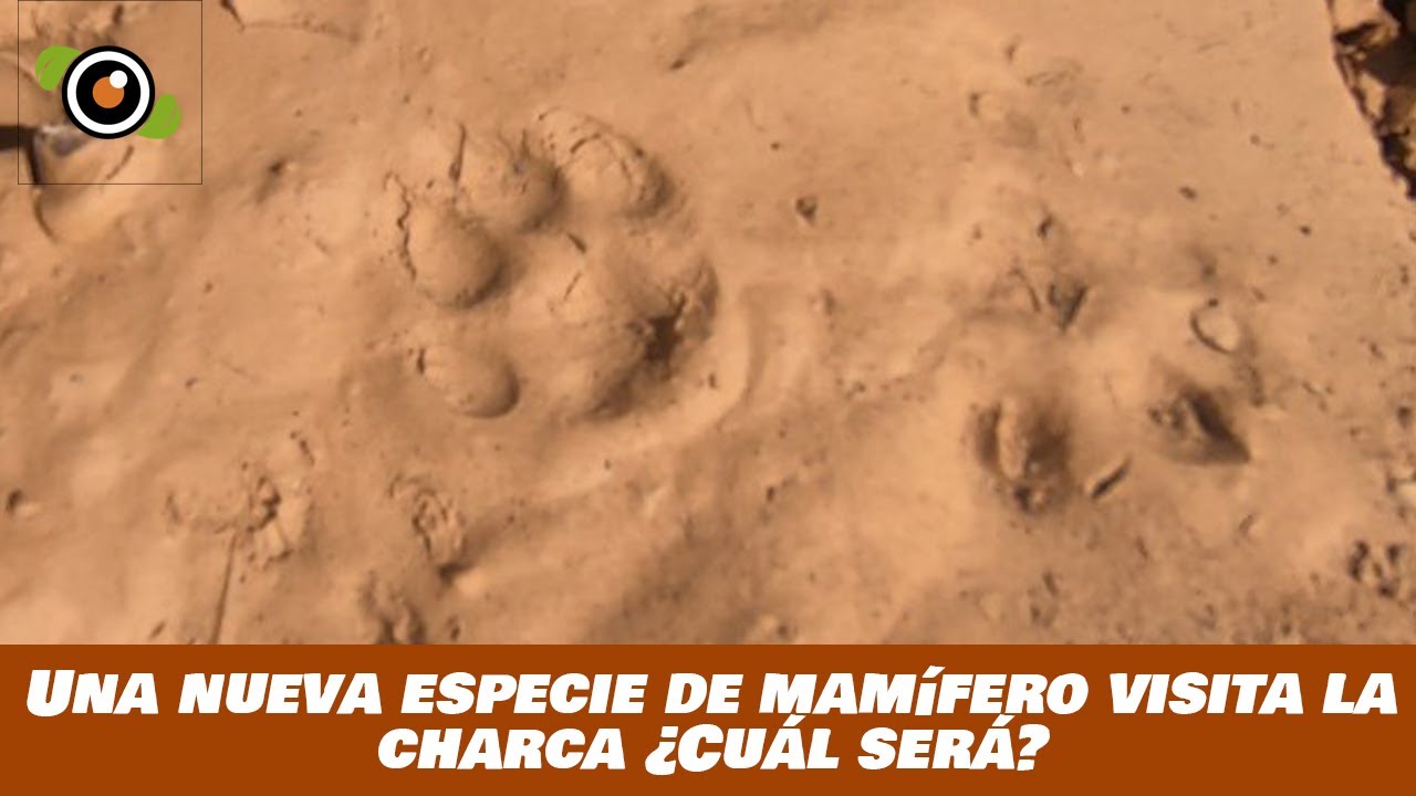 FOTOTRAMPEO: Una NUEVA ESPECIE DE MAMIFERO visita la charca ¿Cuál será? ANIMALES SALVAJES