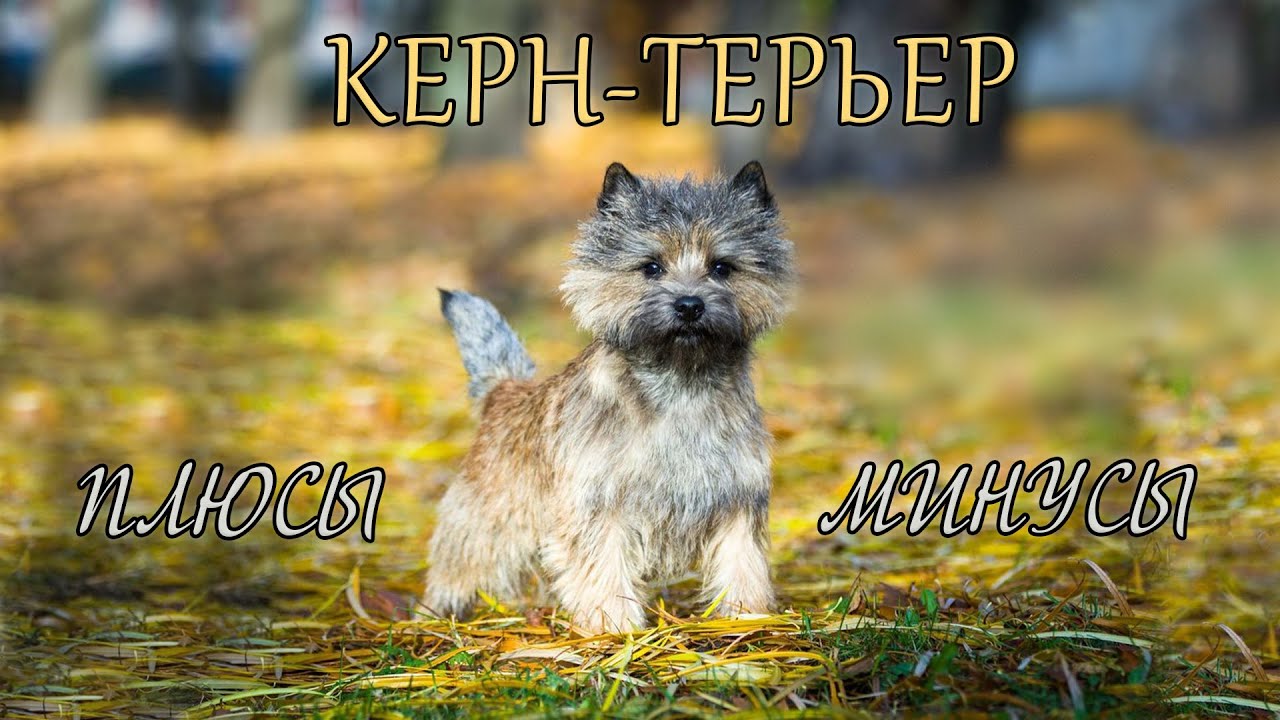 КЕРН ТЕРЬЕР. Плюсы и минусы KERN TERRIER
