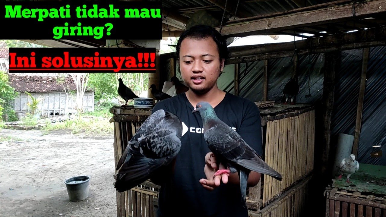 Solusi dan cara mengatasi merpati susah giring | sudah jodoh tapi tidak mau giring