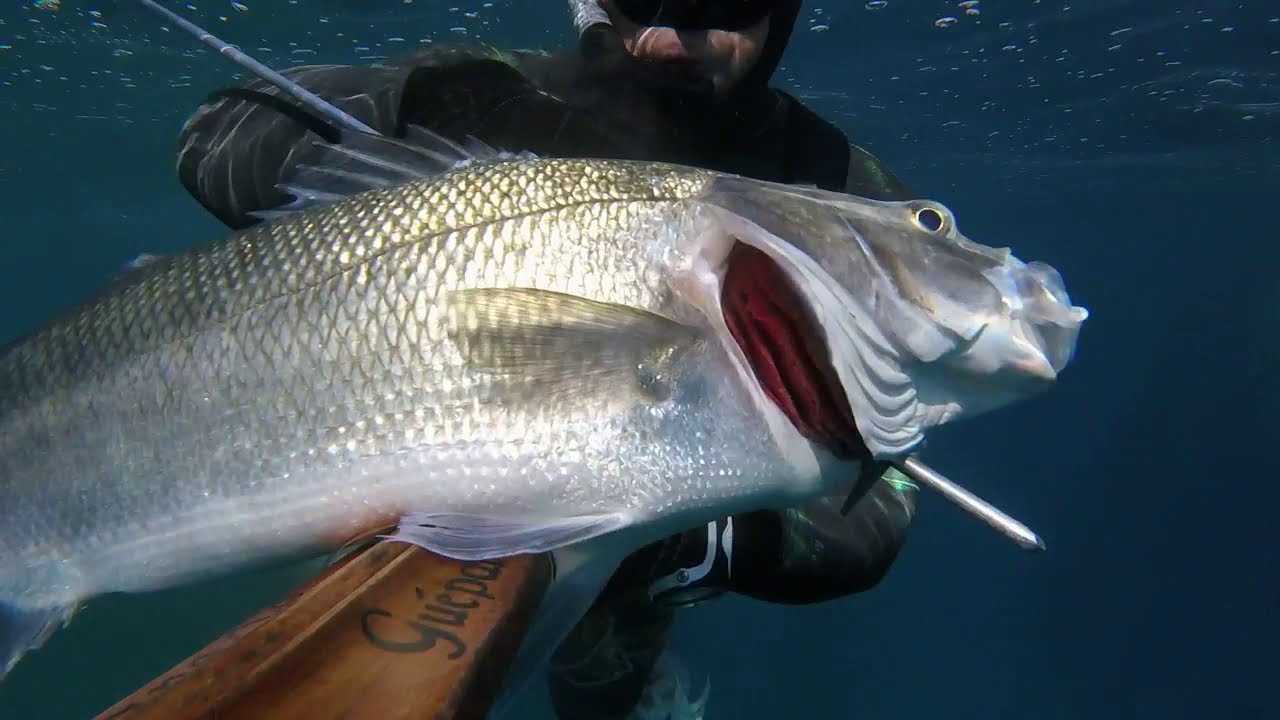PESCA SUB SARDEGNA: SPIGOLONE IN CADUTA...3 KG