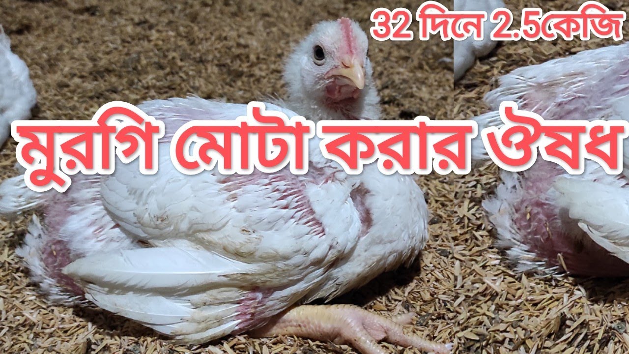 “৭ দিনে ব্রয়লার মুরগি মোটা করার গোপন ফর্মুলা | দ্রুত ওজন বাড়ানোর বিশেষ ঔষধ”
