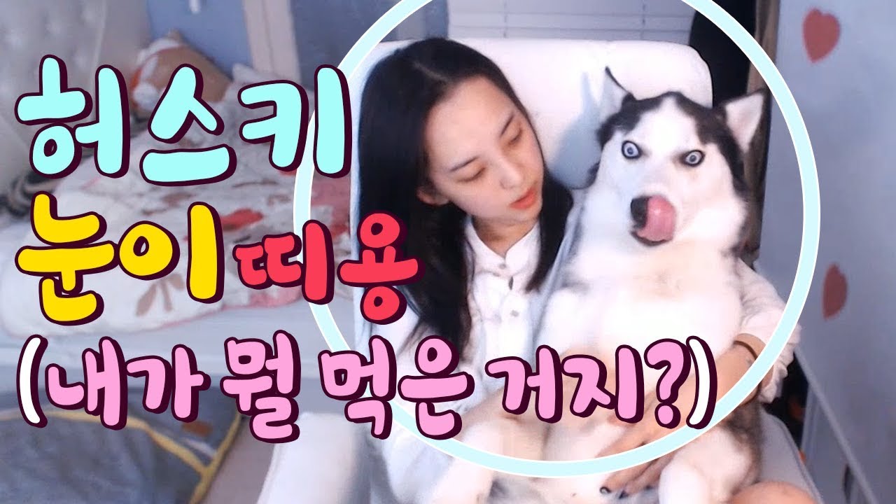 허스키 눈이 띠용[시베리안허스키(Siberian husky,シベリアンハスキー)약 먹자]/심장 사상충 약 먹기/허스키 쓰담쓰담 귀여운 리액션