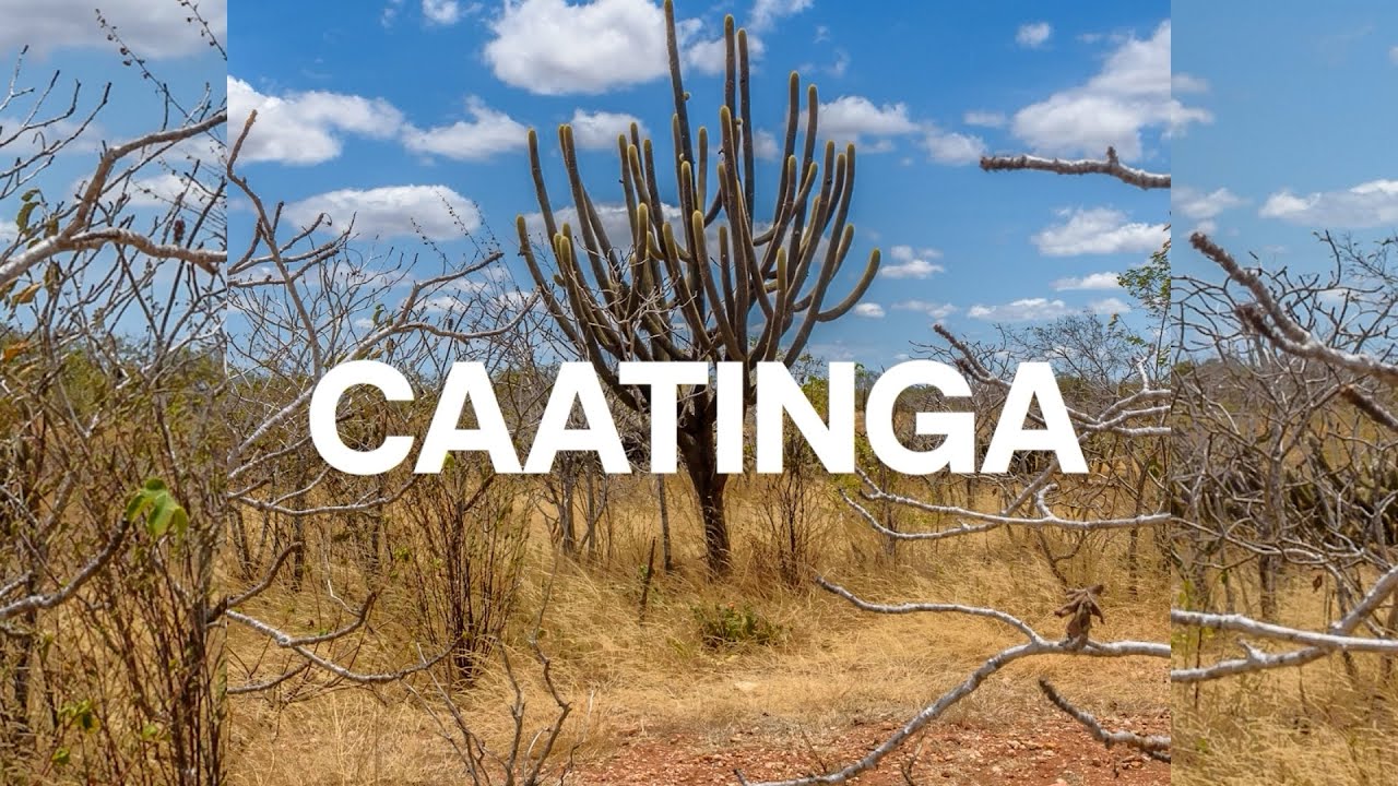Biomas do Brasil | Ep. 6 | Caatinga: Semiárido nordestino