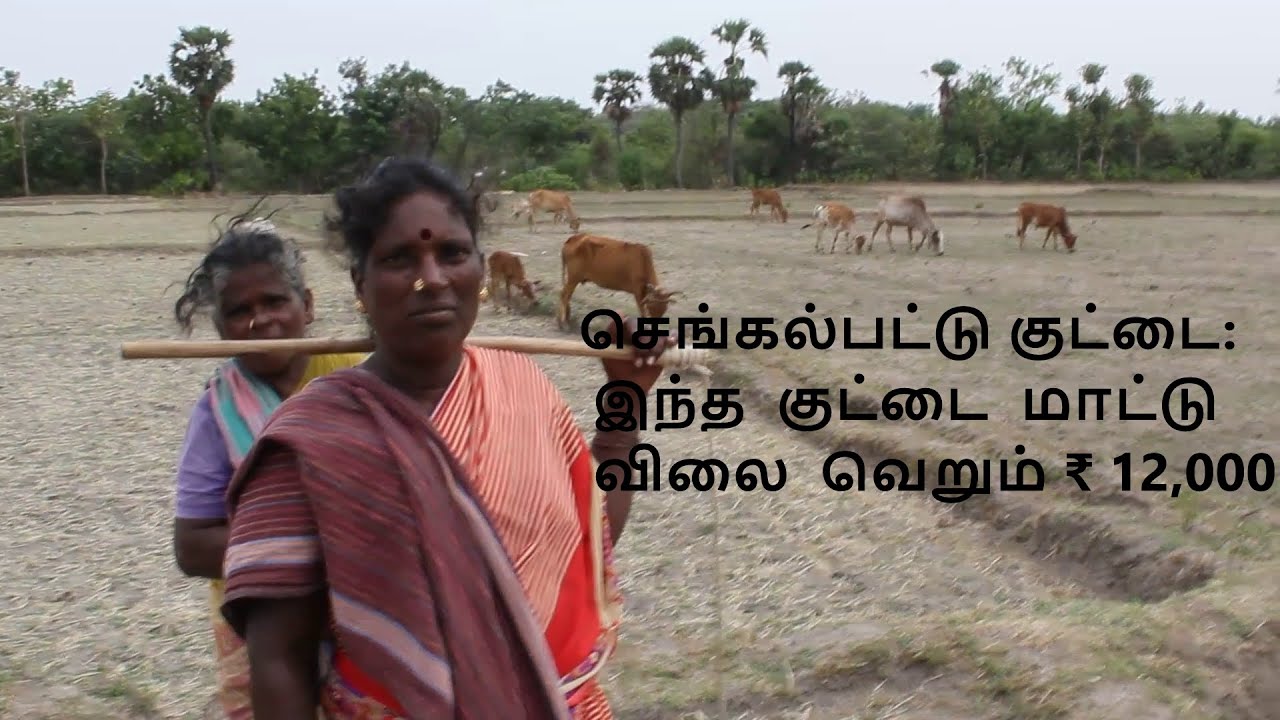 செங்கல்பட்டு குட்டை மாடு: கருங்குழி கிடைSengalpattu Kuttai Maadu: Karunkuzhi herd.